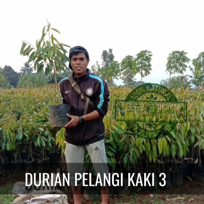 durian pelangi kaki 3 bibit buah
