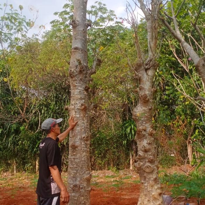 pohon kaki gajah baobab Redy Kaka