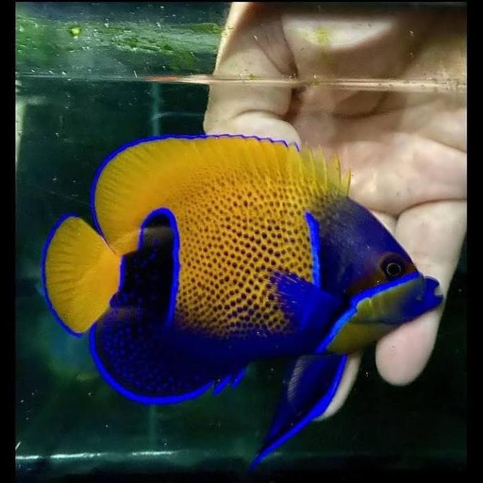 ikan hias laut angel piyama M