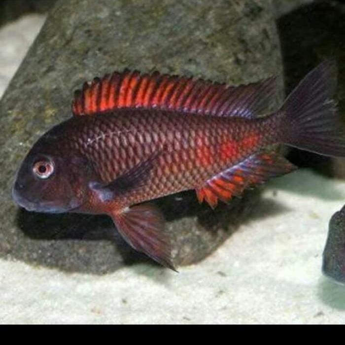 Red Moliro Tropheus Cichlid SP Lake Tanganyika
