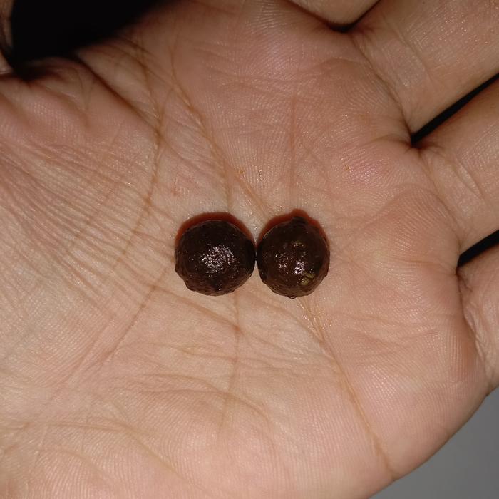 Mustika Raja Besi Sepasang LANGKA