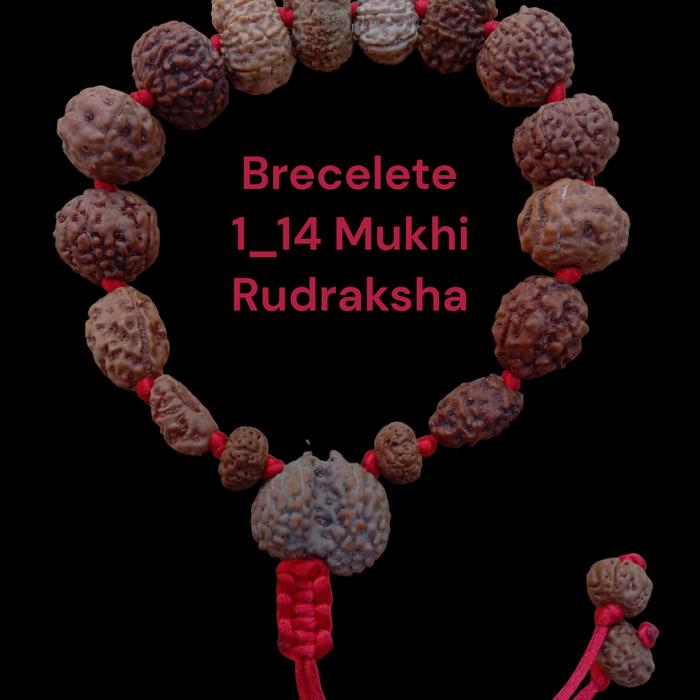 brecelete Rudraksha 1_14 mukhi