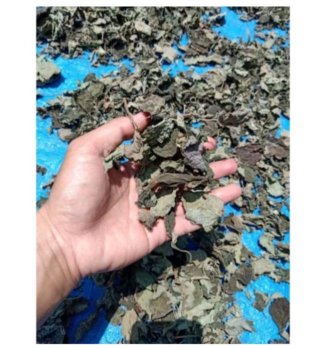 Daun Nilam Kering Bahan Minyak Wangi 1kg
