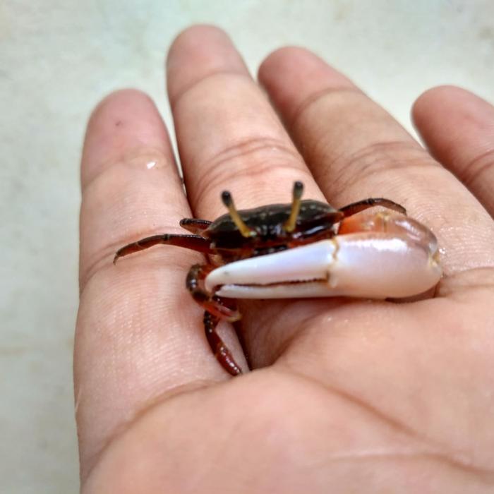 kepiting hias, kepiting merdeka, kepiting uca, kepiting biola, fiddler
