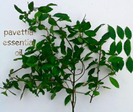 2500 ml - Peppermint oil / Minyak peppermin