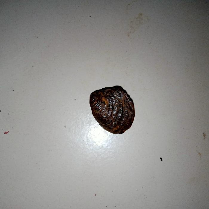 Mustika Kerang Buntet Aslii Alami Sangat Langka 1000 Manfaat Tuah