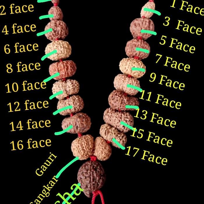 Rudraksha 1 Mukhi to 17 mukhi size 7mm to 21mm