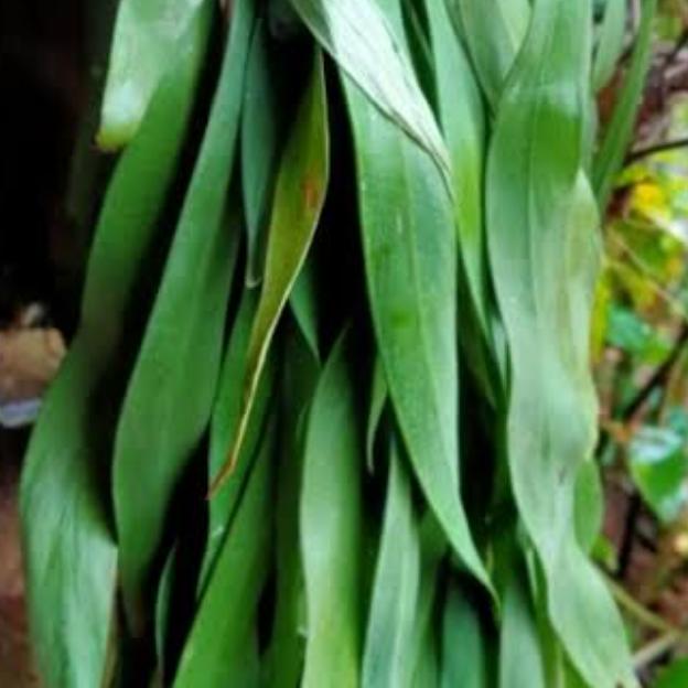 kumpai dasi panjang 1m