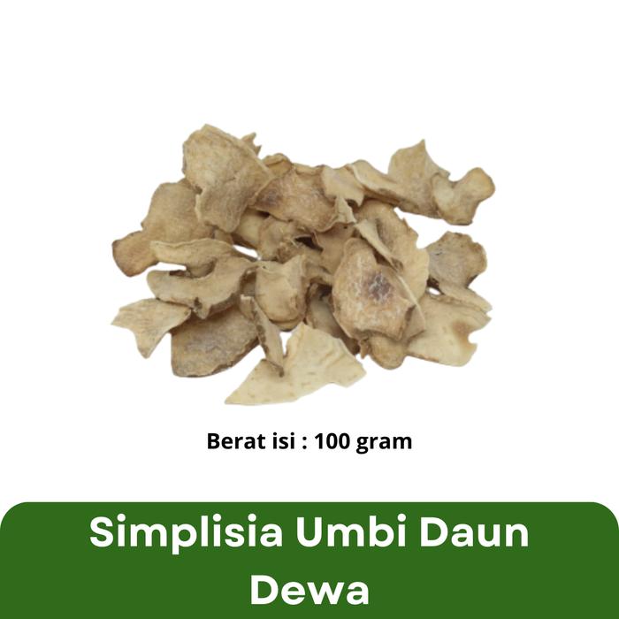Simplisia umbi daun dewa