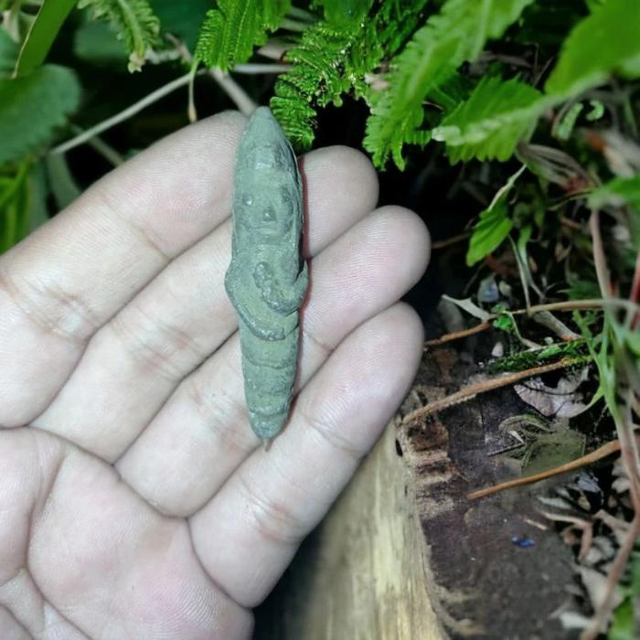 Wesi kuning kepompong asli jumbo