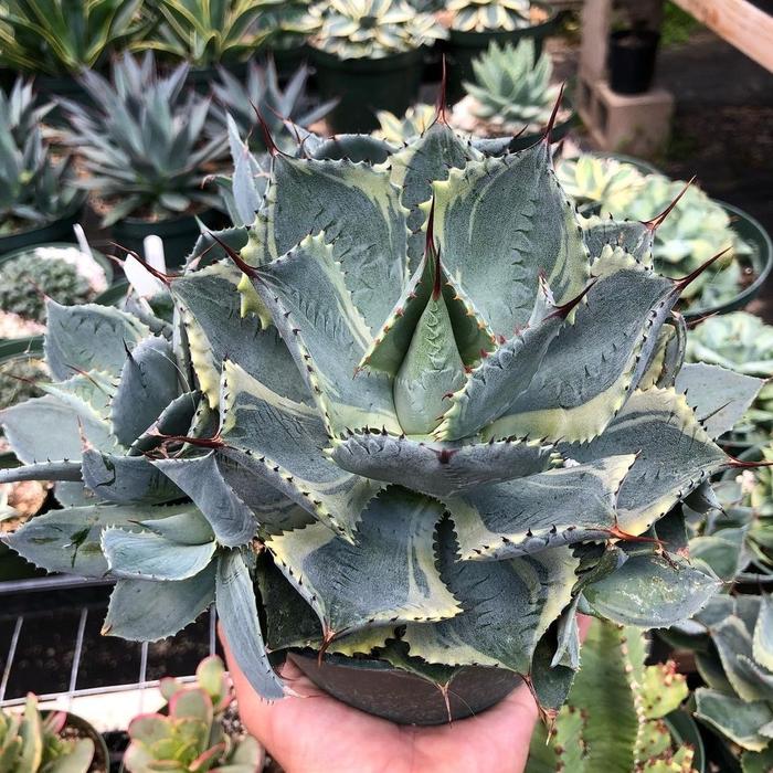 Agave potatorum "Trade Winds"