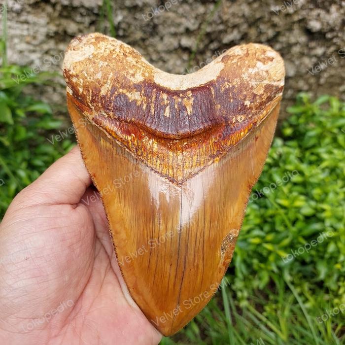 fosil gigi hiu monster megalodon