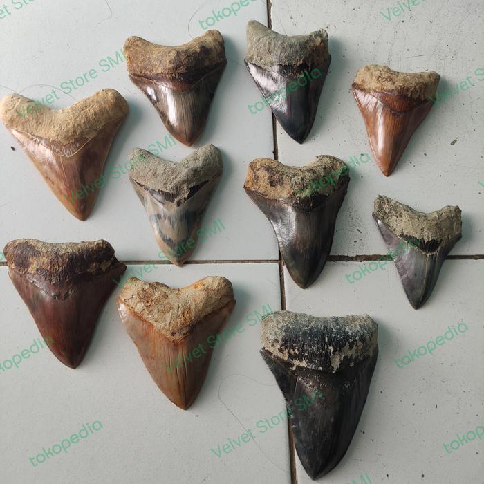paketan fosil gigi hiu megalodon purba