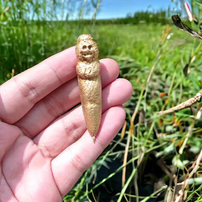 kepompong pocong Wesi kuning temuan