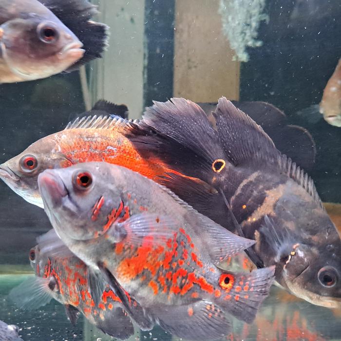 ikan oskar batik
