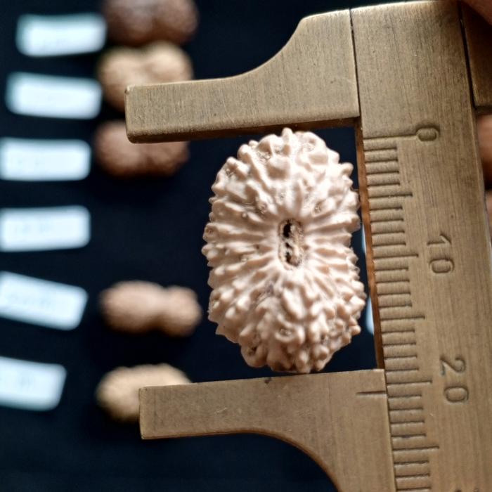 19 Mukhi Rudraksha / Collector Nineteen Face Rudraksh - Java