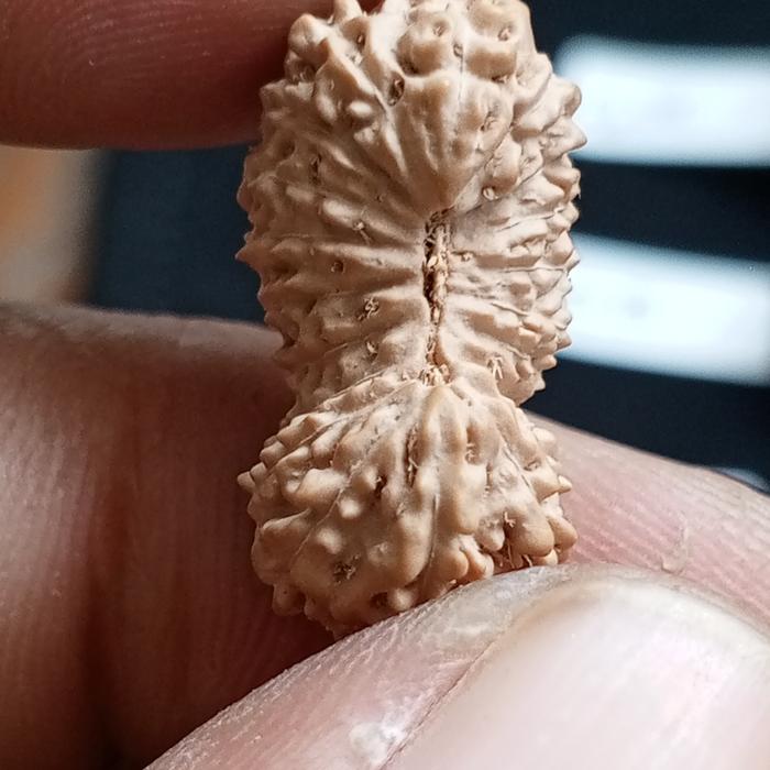 Rudraksha 20 Mukhi Asli dari Java Indonesia Dimensi 20-21mm Untuk Kebenaran Ilmu Pengetahuan & Kesej