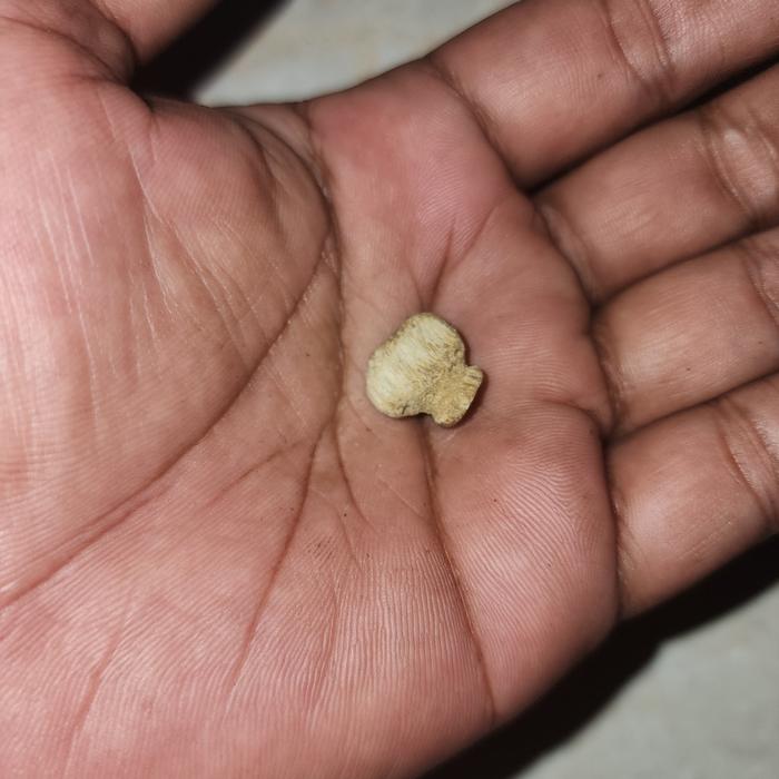 batu mustika rja kelor putih sangat langka unik banget
