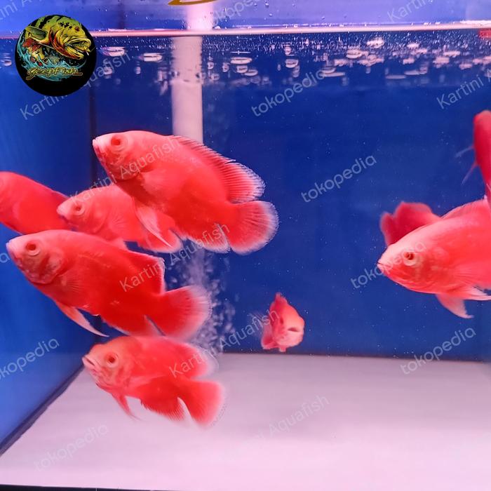 oscar red chilli / red paris