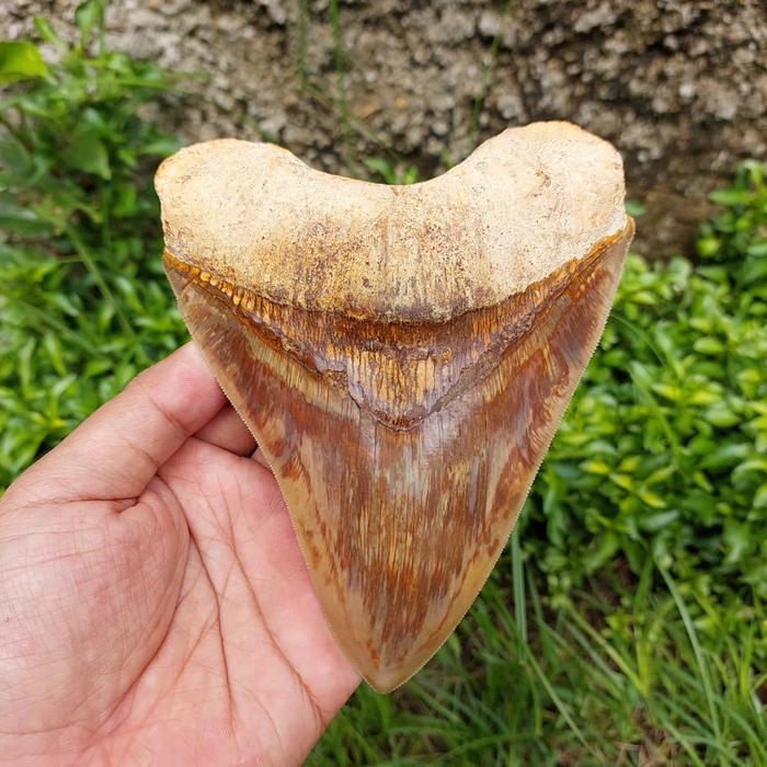 fosil gigi hiu megalodon big size monster
