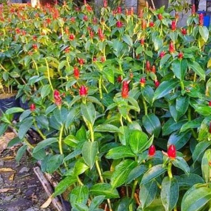 pacing pentul merah (pohon pacing pentul bunga merah)