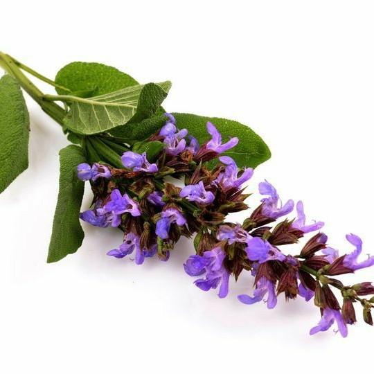Clary Sage Essential Oil