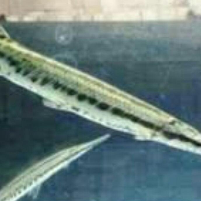 ikan aligator gar florida