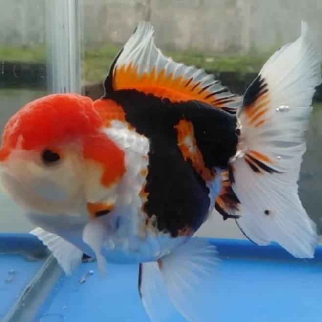 ikan koki ( 8-9cm ) oranda panda 3color short body redwhite