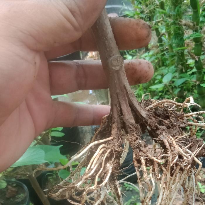 waru taiwan prokar