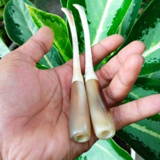 once tulang kalong original