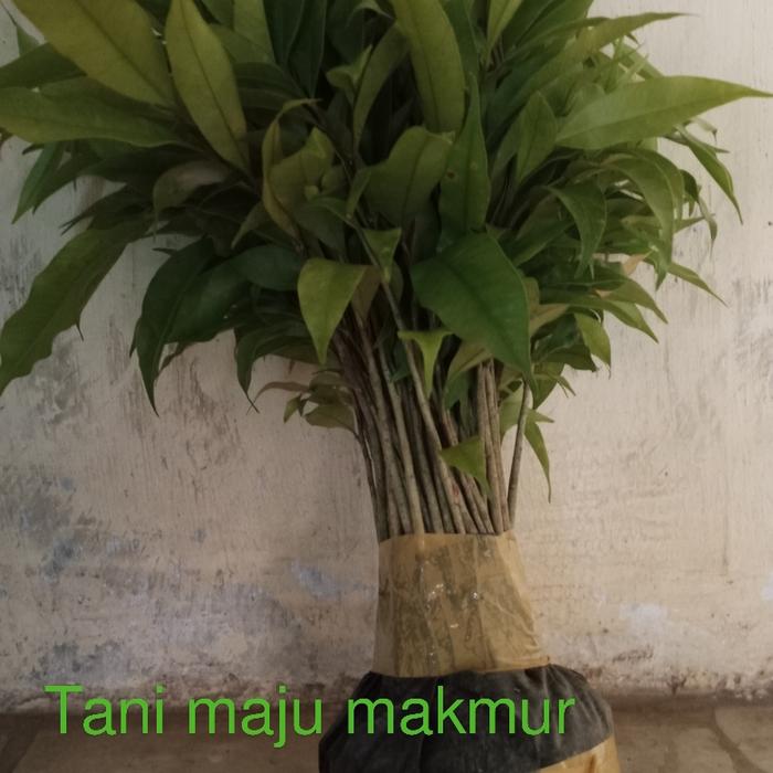 BIBIT GAHARU AQUILARIA MALACCENSIS CABUTAN ISI 100 POHON