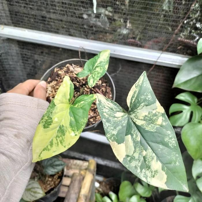 syngonium yellow aurea