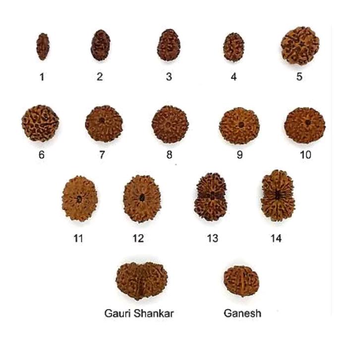 Sidda mala 1 to 14 mukhi size 21mm