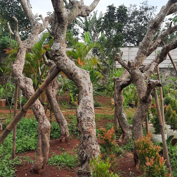 kamboja fosil
