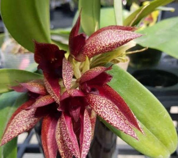 Bulbophyllum Jiaho klompen