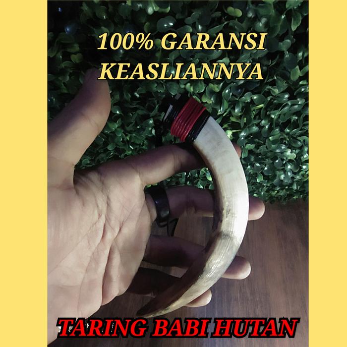 KALUNG TARING BABI JUMBO 14CM
