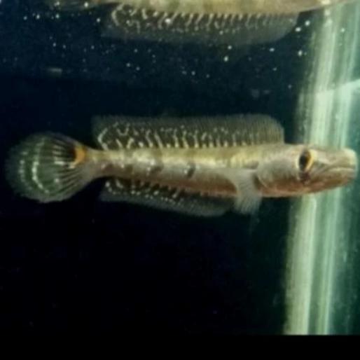 channa aurolineatus salween ORI thailand 15-16cm