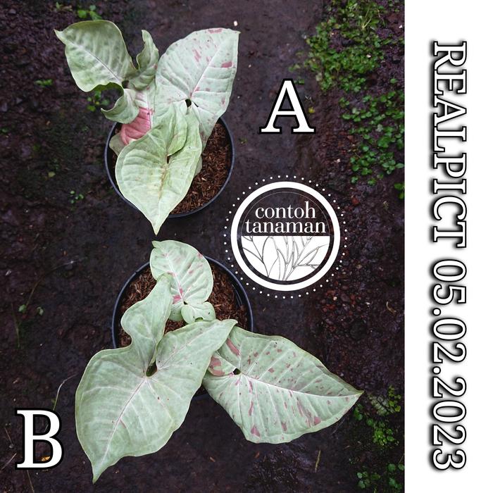 Syngonium Milk Confetti