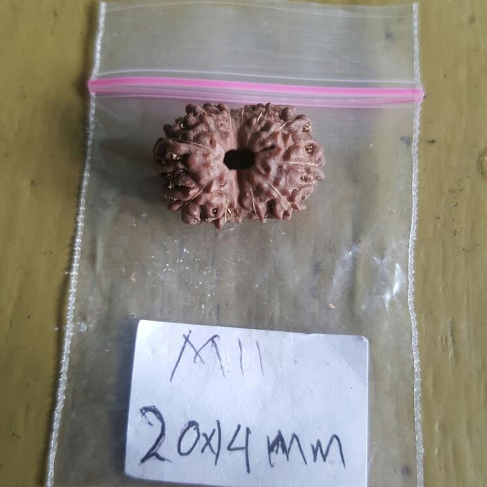 Rudraksha mukhi 11 special