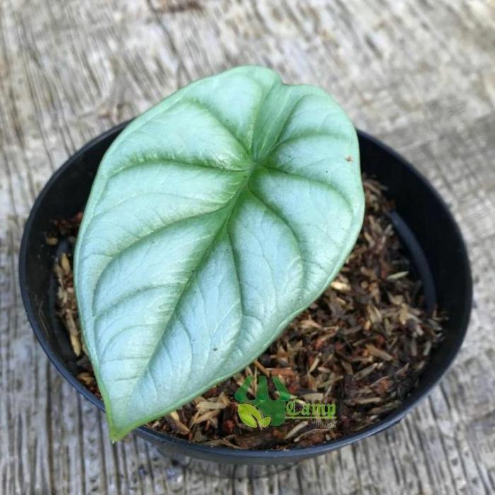 ' TANAMAN HIAS ALOKASIA SILVER - ALOKASIA SILVER DRAGON '