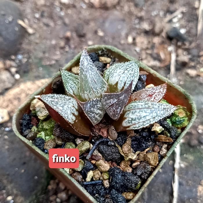haworthia lovely lady