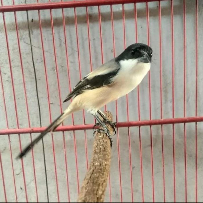 burung pentet madura blangkon