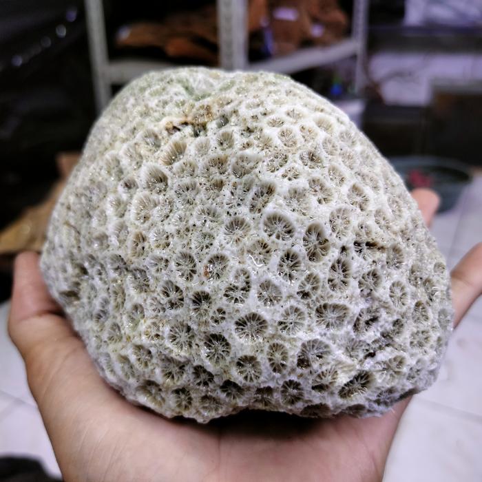 karang laut batu karang laut bulat
