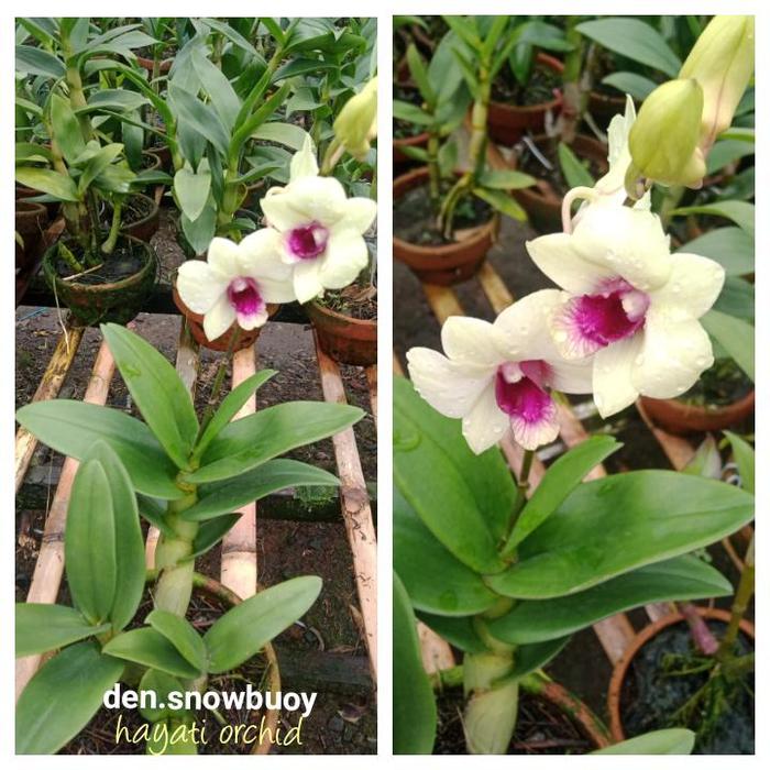 Anggrek Dendrobium Snow Buoy