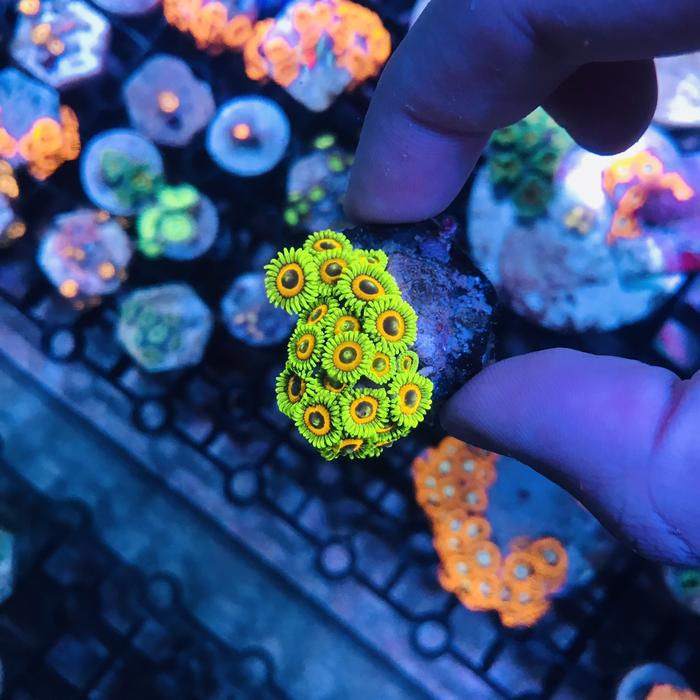 Zoa Sunflower - Zoanthid - Coral Softies