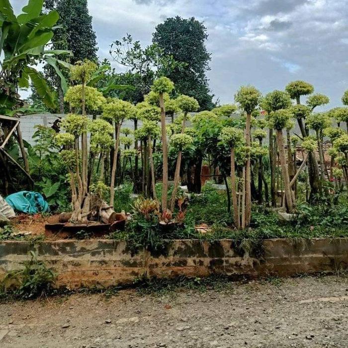 BONSAI ANTING PUTRI - POHON ANTING PUTRI