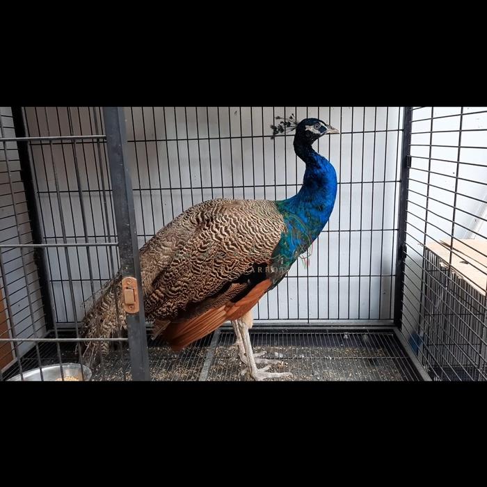 Merak biru india jantan dewasa