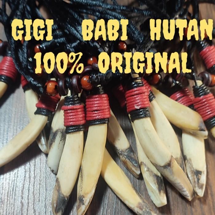 LIONTIN GIGI BABi 100% original / taring babi / caling babi