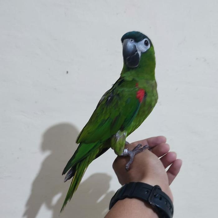 Hans Macaw skill FTM dan boomerang