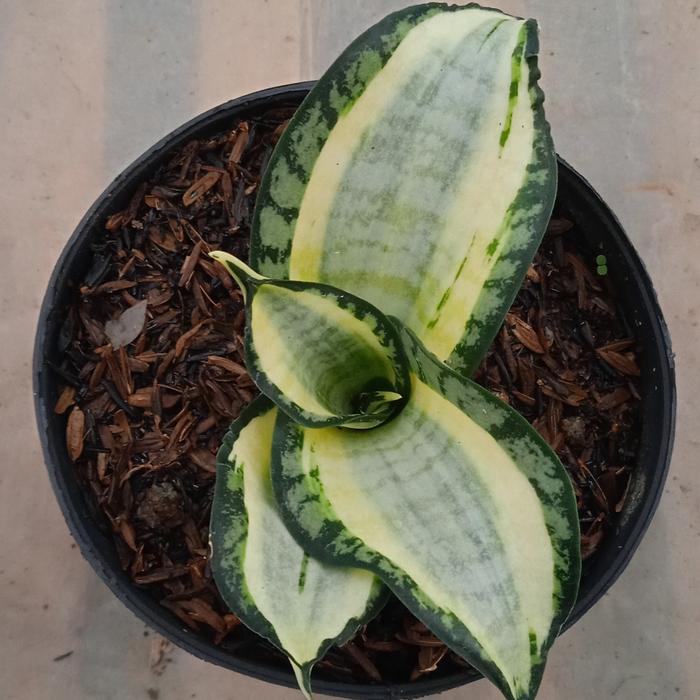 sanseviera golden wendy 3 daun
